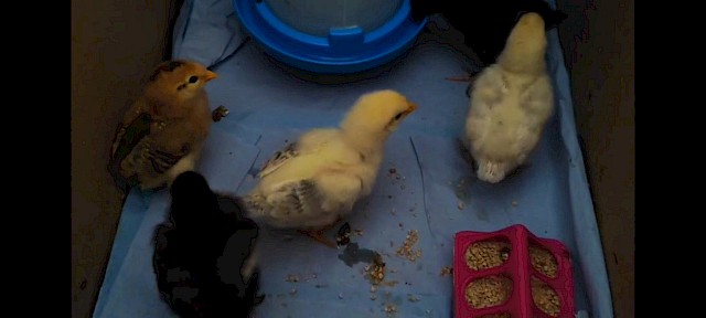 Die Kücken sind los