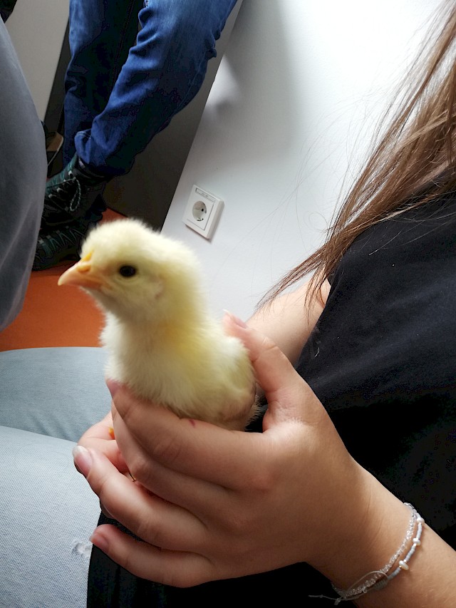 Küken im Brucknergym